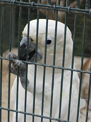 White parrot - Paphos (Pafos) Bird and Animal Park (Pafos Zoo), Cyprus by Glen Bowman (flickr)